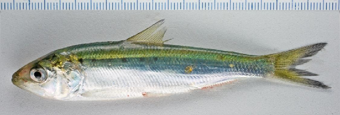 Coastal, estuarine and anadromous species (juvenile fish)