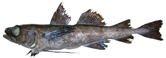 Arctic species, reported only in the Saguenay Fjord, a single occurrence