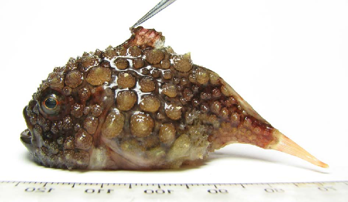 Body recovered in spiny tubercles, a smooth form is also observed occasionnally
