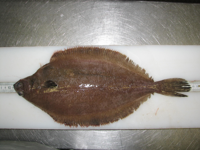 Black pectoral fin, mucus pits on blind side of the head