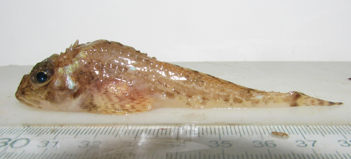 Two-pronged upper pre-opercular spine, may be mistaken for spatulate sculpin