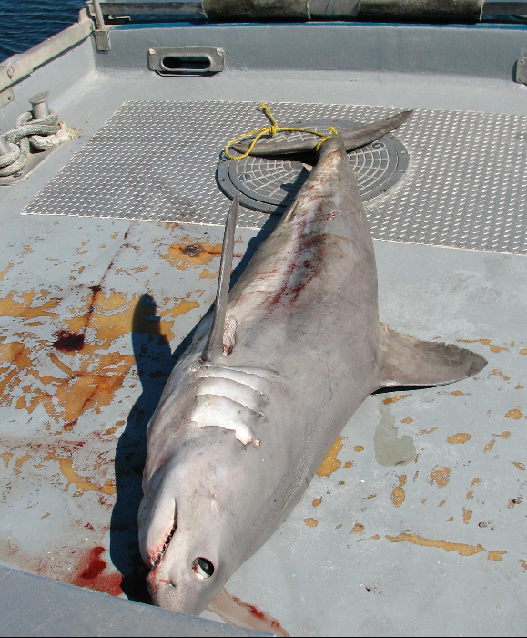 A large shark with large teeth, occasionnally found entangled in gillnets