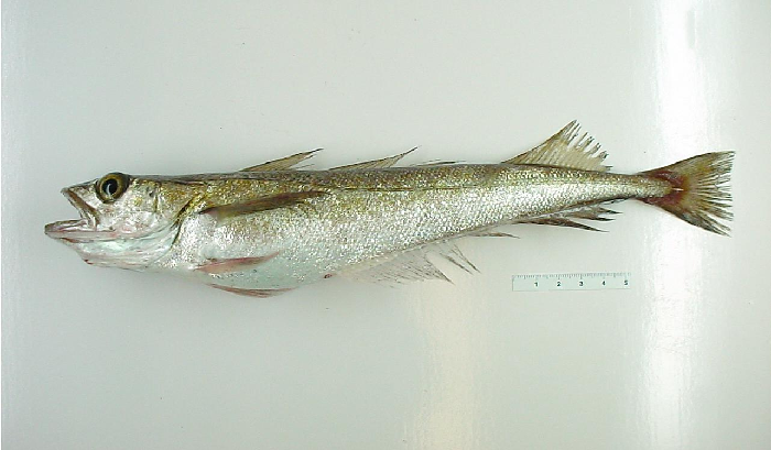 The lower jaw is protracted, the caudal fin is straight
