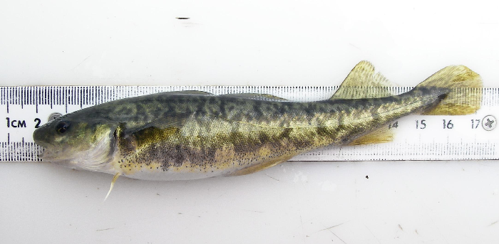 Coastal, estuarine and anadromous species; small specimens can be mistaken for rock cod and Atlantic cod