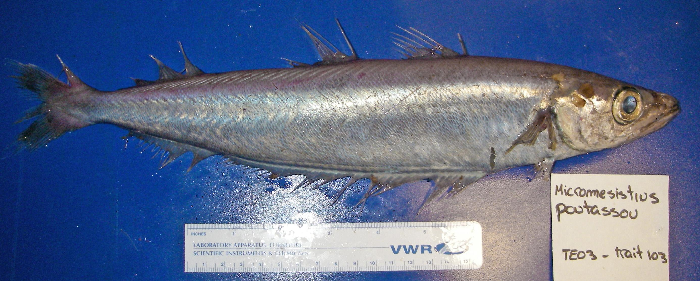 Widespread in the Atlantic, rare in the St. Lawrence