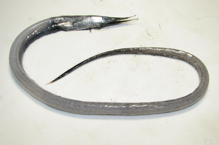 Head with a similar shape as for the saury, but body is considerably longer