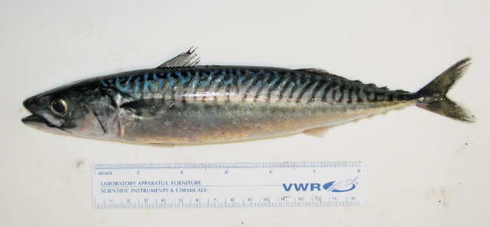 Mackerel, a commercial pelagic species