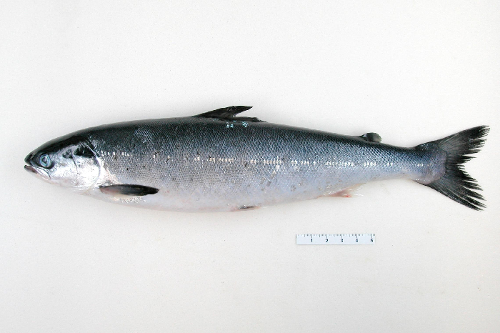 Anadromous species occurring in the pelagic zone