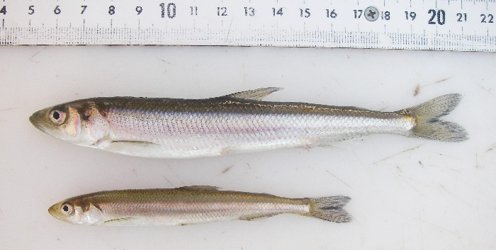 Coastal, estuarine and anadromous species; ice fishing for smelt is a very popular activity in several areas of the St. Lawrence