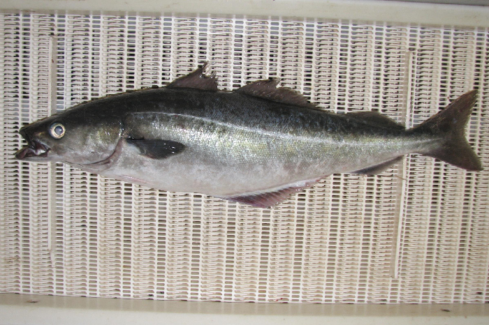 Commercial species, cod-like with large mouth and lower jaw projecting