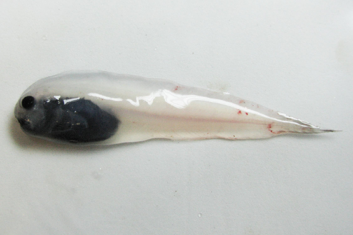May be mistaken for lowfin snailfish, notice the dark snout and lips