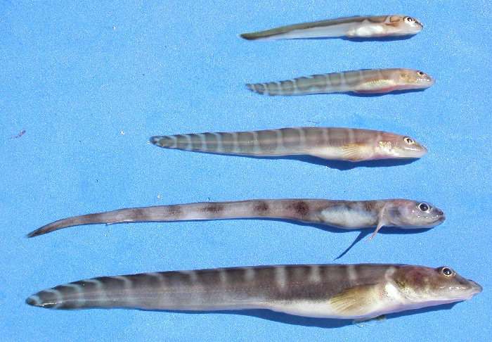 Species within genus 'Lycodes' are not easily identified; this species does not appear to be common. Presented here are 3 juveniles Lycodes sp., a Lycenchelys verrillii, and a Lycodes polaris at the bottom.