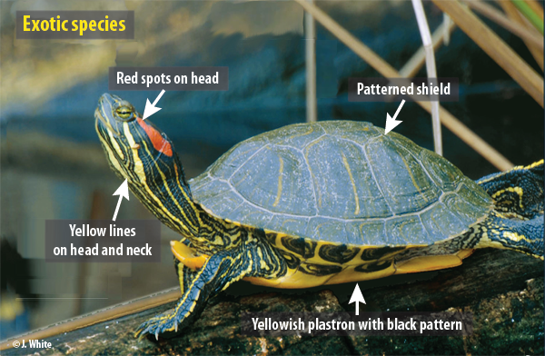 Turtles Observation Network – Species | SLGO